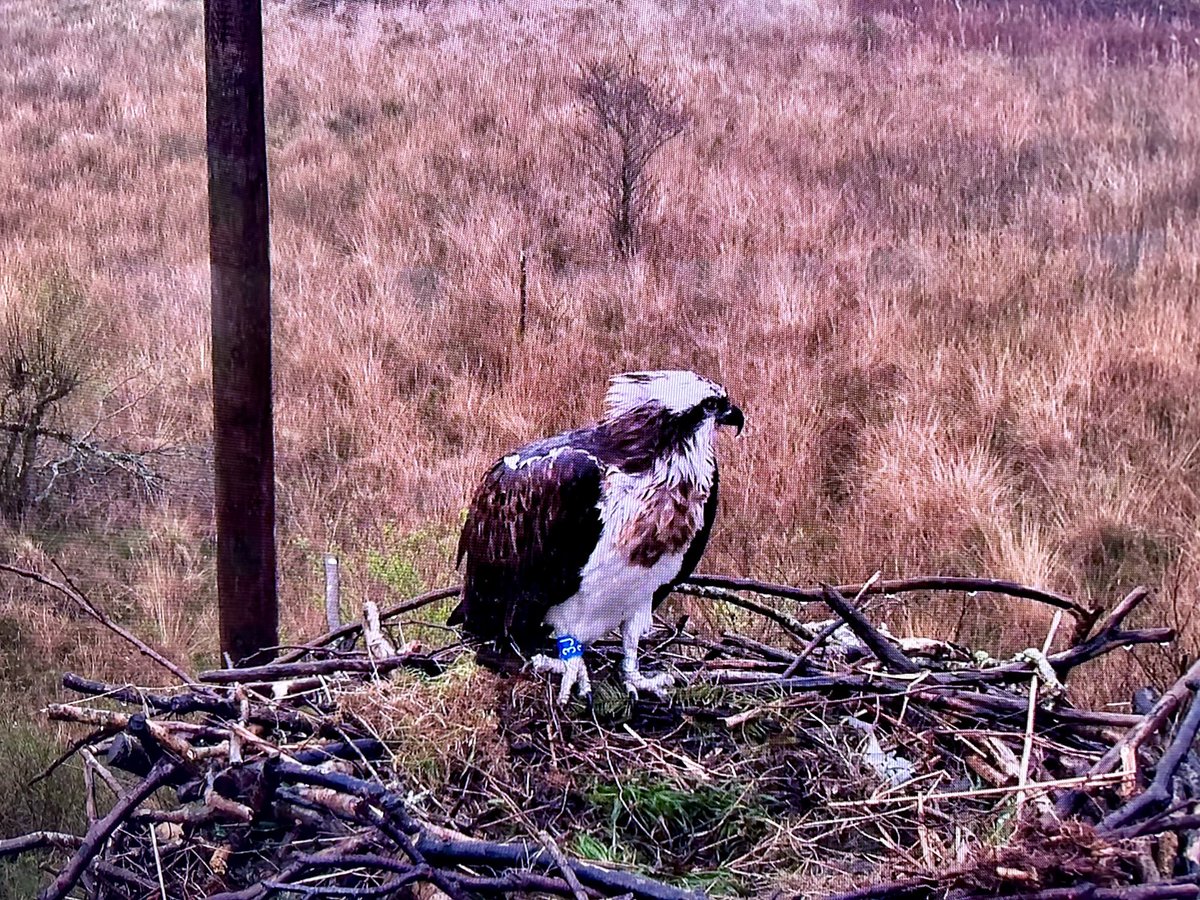 CCTV of ⁦@DyfiOspreys⁩ in the rain. Also @rspbynys-hir birds included great egret, goosander, kingfisher, nuthatch, gs and Green woodpecker but no pied flycatcher or redstart yet.