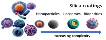 Happy to share my latest paper on silica coatings in #biomedicine! Explore the innovative applications of silica coatings in drug delivery, sensing, and protective synthetic coatings. #AppliedMaterialsToday @ApplMaterToday #nanotechnology #coatings sciencedirect.com/science/articl…