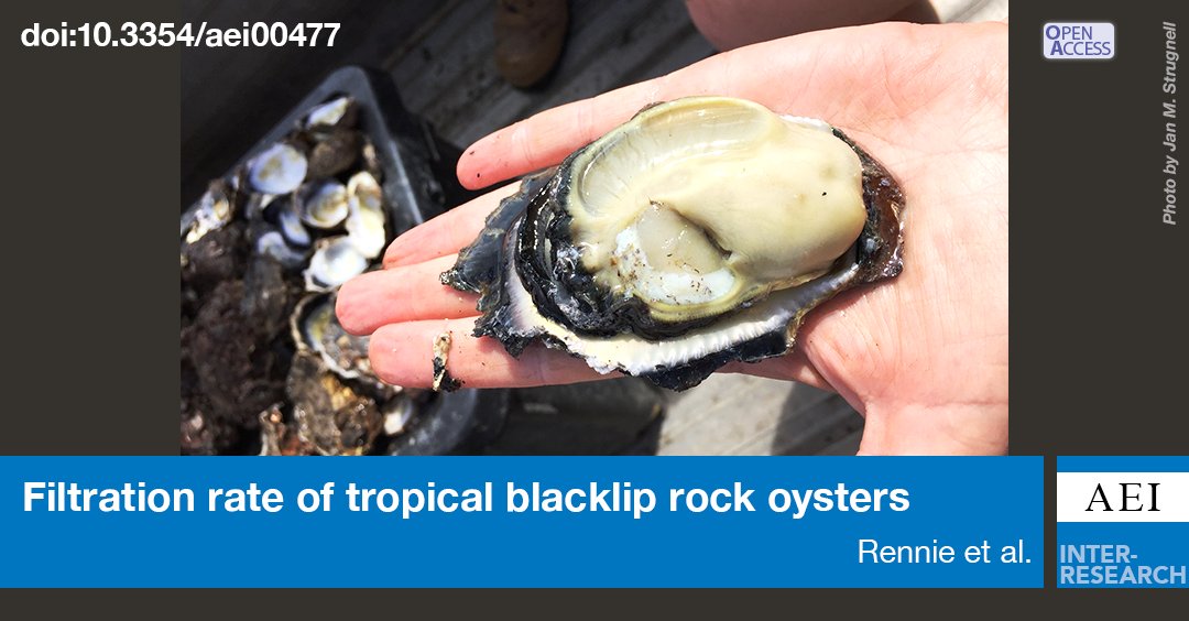 The tropical Blacklip Rock #Oyster is exceptional for bioremediation. Super-fast filtration rates and removes nitrogen, phosphorus, total suspended solids, chl a. Great potential for prawn waste-water bioremediation and #ReefCredits. bit.ly/aei_16_133