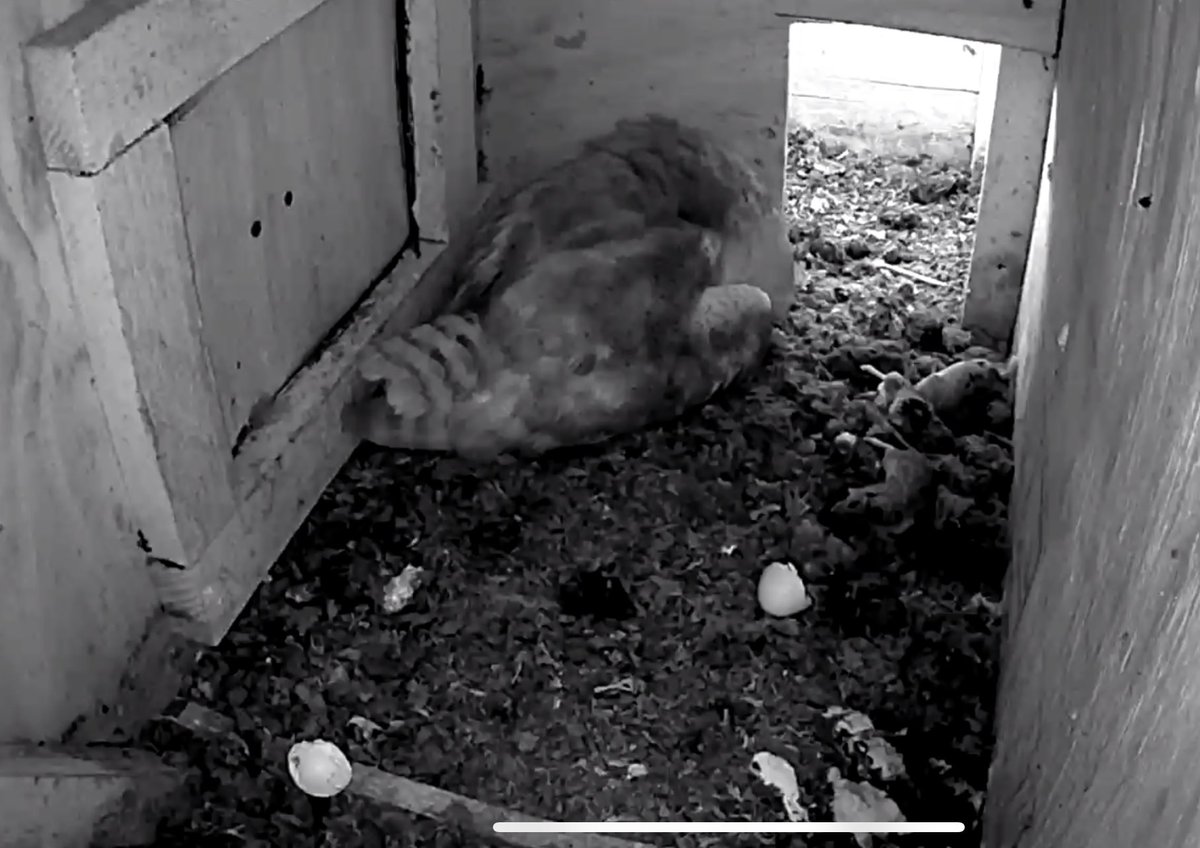 Well here we are already two hatched!!💥 mum doing great and dad has done the bizz with a big stack of rodents !! Really delightful to see!! @Laurels_Wood @BarnOwlTrust @OllysFarm