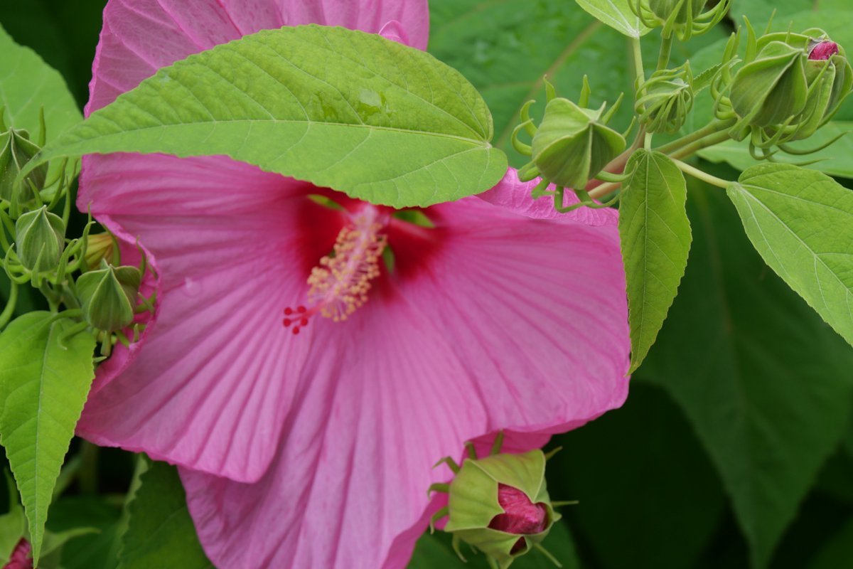 maucery's tweet photo. Terra Botanica. https://t.co/WxXprXAbiV