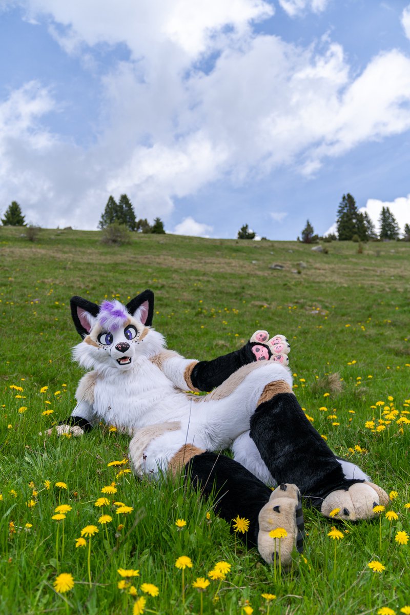 Spring is here and the fopses start to enjoy the sun 💜🦊💜 Happy #FursuitsFriday y'all! 📸 @ThisDogThing #furry #fursuit