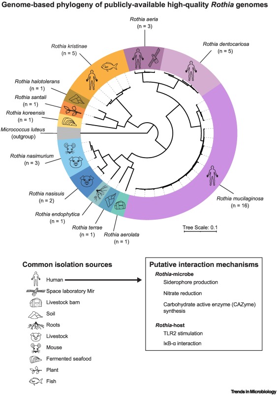 Akos T. Kovacs (@evolvedbiofilm) on Twitter photo Rothia - Microbe of the Month at <a href="/TrendsMicrobiol/">Trends in Microbiology</a> from @CBIbberson and <a href="/Gina_Lewin/">Gina Lewin</a>
sciencedirect.com/science/articl… Rothia - Microbe of the Month at <a href="/TrendsMicrobiol/">Trends in Microbiology</a> from @CBIbberson and <a href="/Gina_Lewin/">Gina Lewin</a>
sciencedirect.com/science/articl…