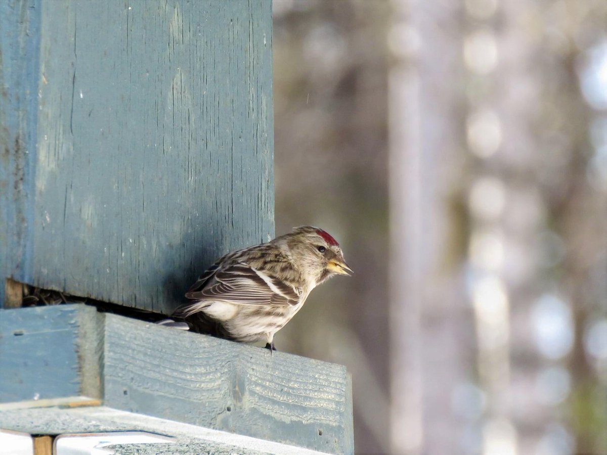 Huomenta ja mukavaa perjantaipäivää !  #huhtikuu #linnut  #urpiainen