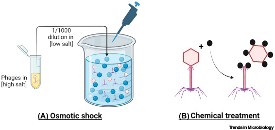 Strategies for developing phages into novel antimicrobial tailocins @TrendsMicrobiol by @Cedric_Woudstra et al from @LNdsted sciencedirect.com/science/articl…