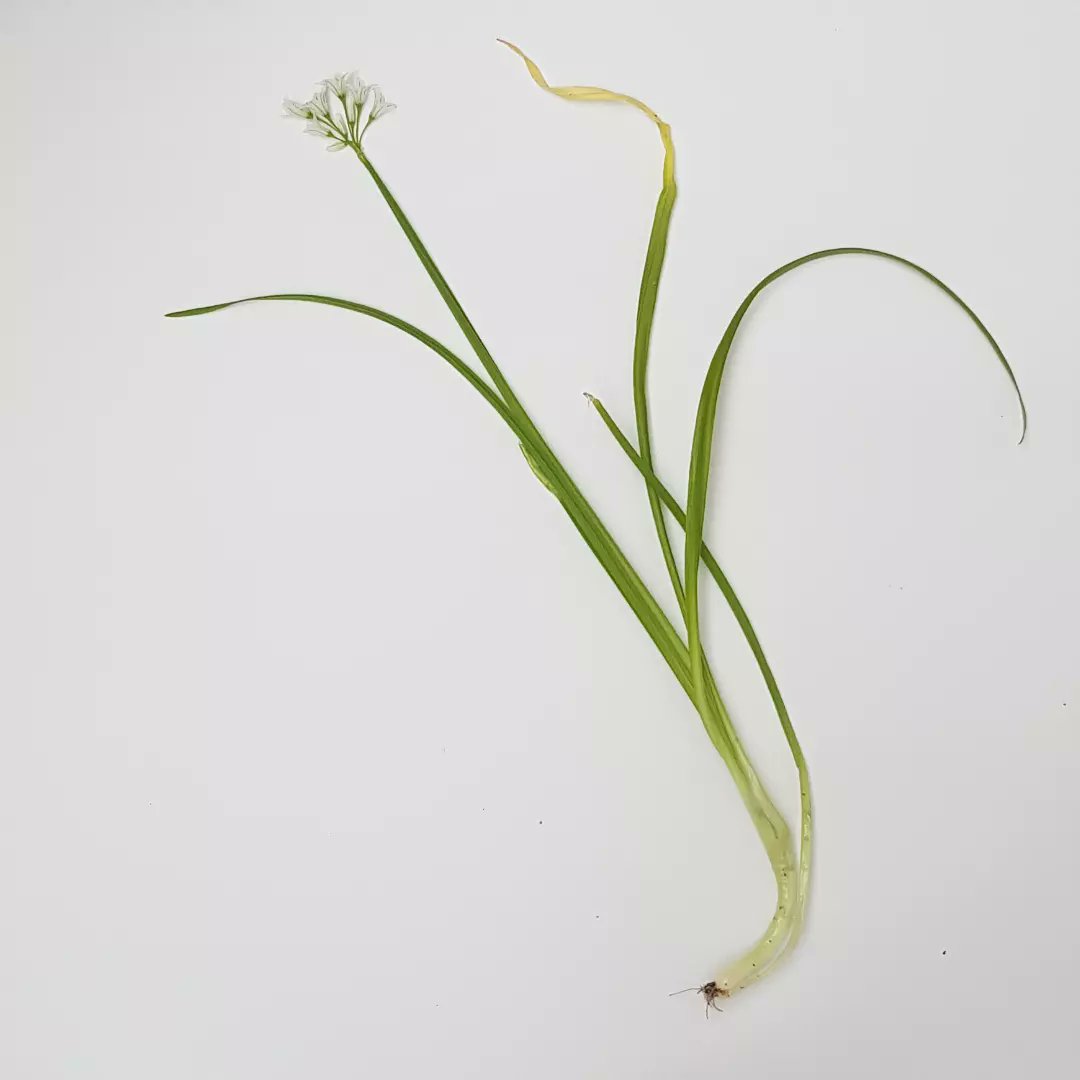 Just in case anyone missed the memo, don't plant Three cornered leek (Ullium triquetrum). You don't want 100% invasive species smelling this strongly ruining your garden. Ramsons (Allium ursinum) will spread like this too