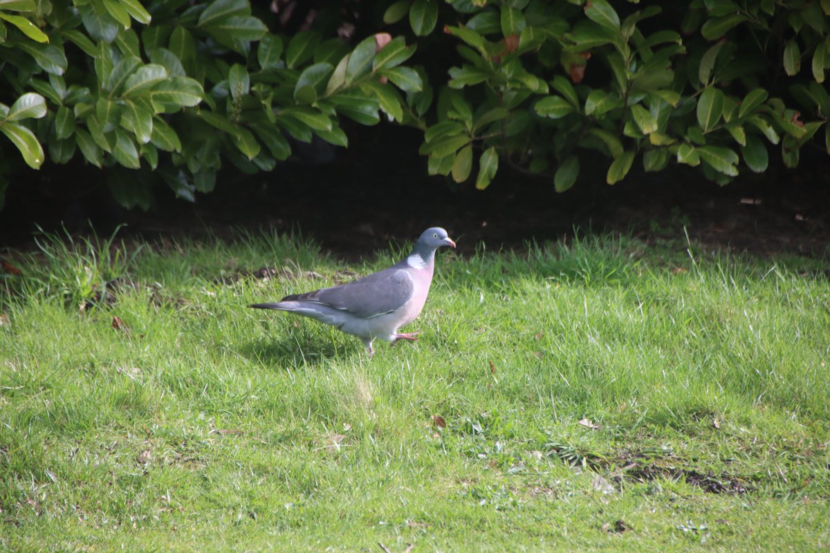 The latest Birds  (2/2)  

#Birds #Durham #CountyDurham #EasterWeekend #Photography