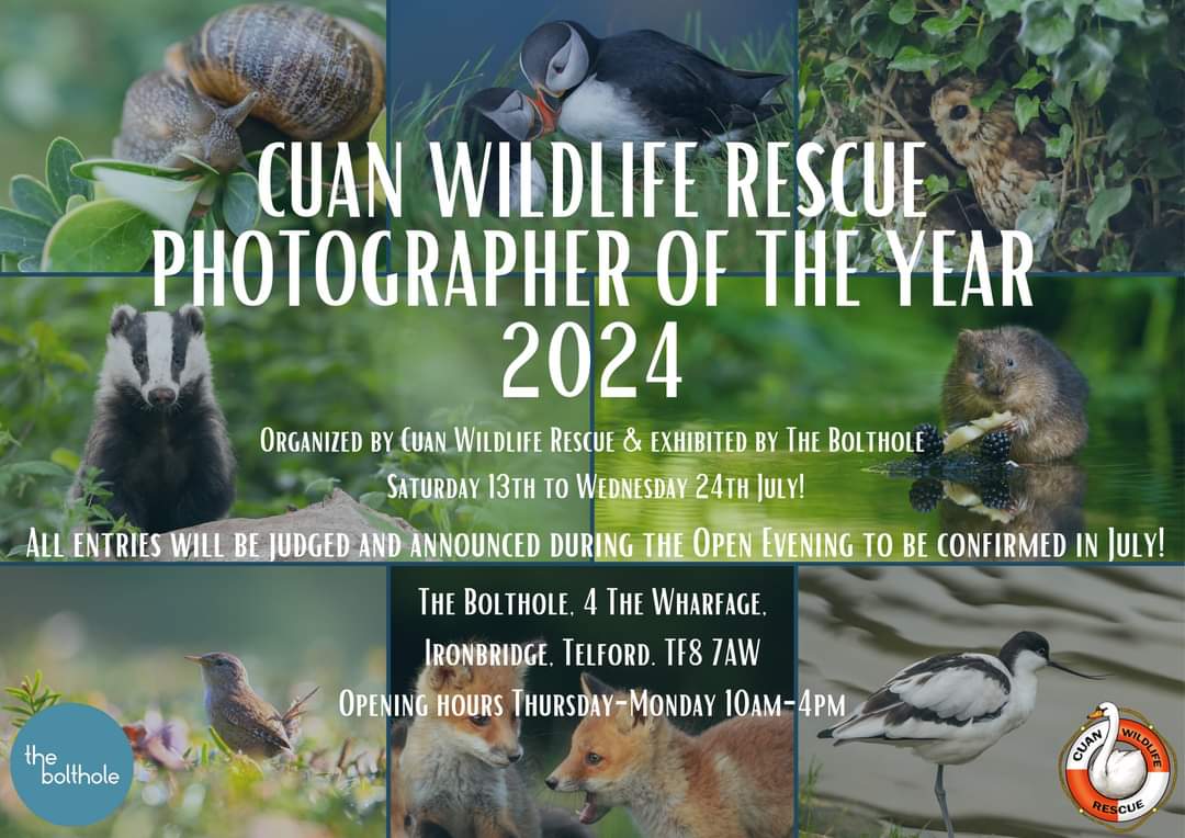 Love #BritishWildlife? Have an eye for a photograph? Fancy seeing your photograph in an exhibition? In July 2024 we Cuan will run the “Cuan Wildlife Rescue Photographer of the year 2024” competition Selected photographs from the entries received, will have the opportunity to