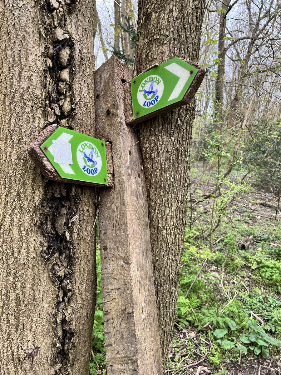 Took a stroll along the #londonloop to Nonsuch Park. Noticed this uprooted post being slowly consumed by the couple of trees it was lent up against. #fingerpostfriday