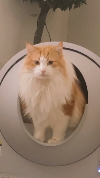 全ての生物が真面目な顔をする瞬間 