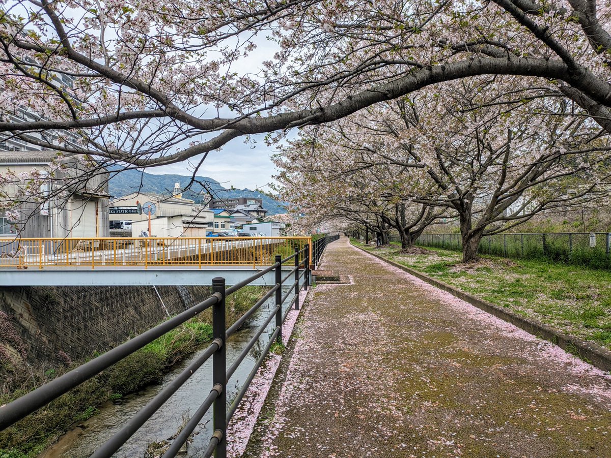 ふたつ星4047と桜、ハッケーん！ 高田（こうだ）駅の桜並木、きれいだよー