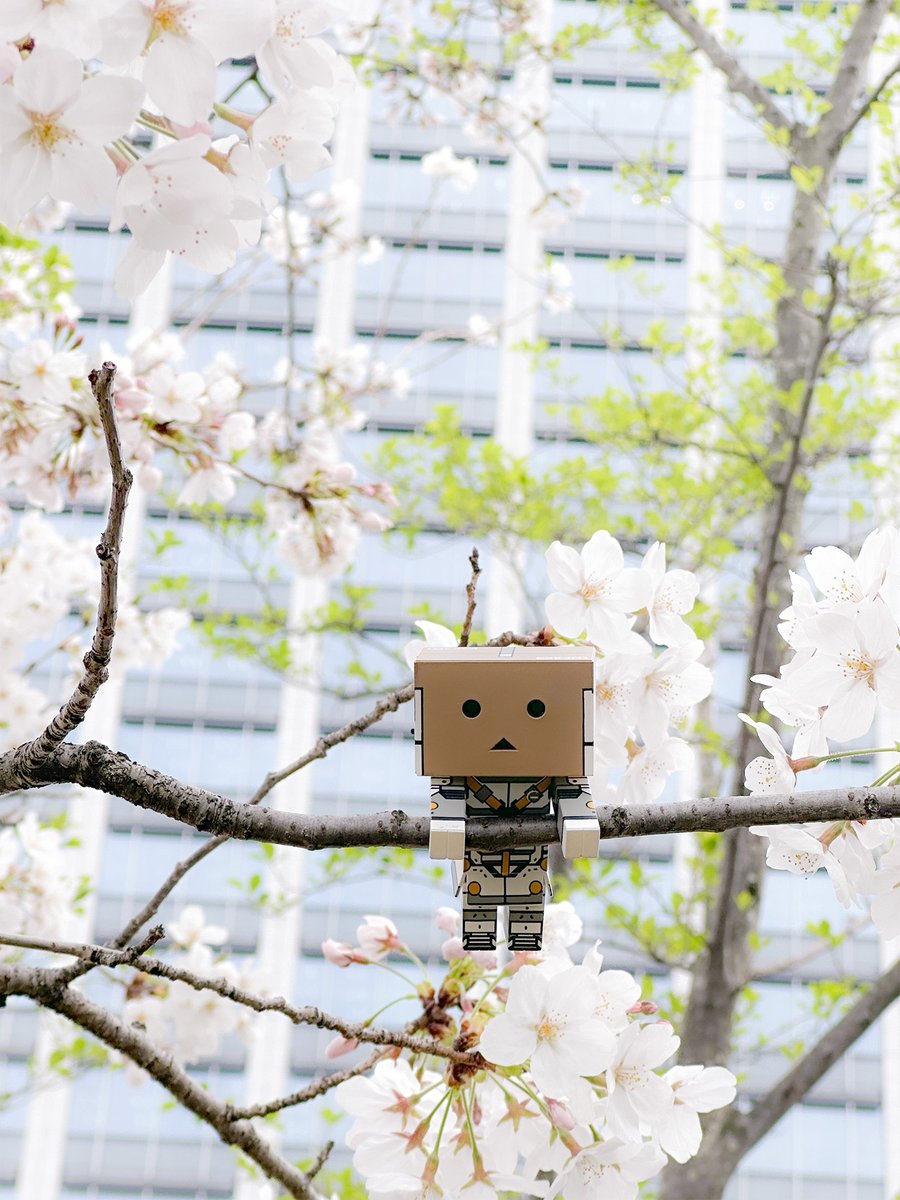 #ThisWeekAtKJP 🌸Tokyo cherry blossoms are in full bloom!!🌸 #KojimaProductions