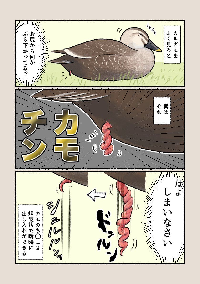 意外と知らない鳥の生活
「これがうわさのカモチン」
かわいい顔してすごいものを隠しています。 