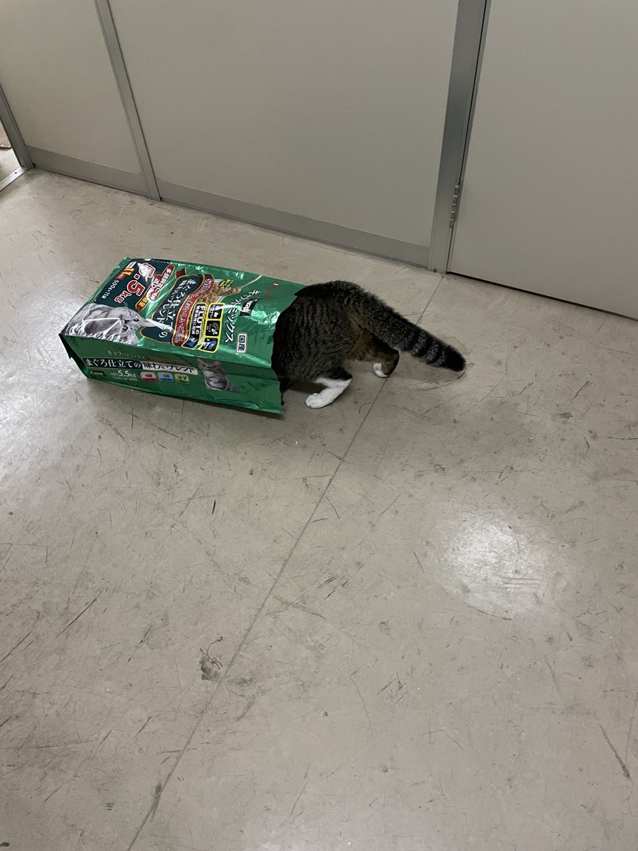 kotetu__ch's tweet image. 餌の袋で遊ぶコテツ君

#猫 #ネコ #動物 #ネコ画像 #猫画像 #かわいい