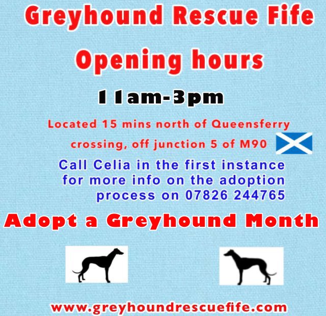 GreyhoundRFife's tweet photo. ADOPT A GREYHOUND MONTH It’s #FridayBoops from the loveliest #Moohound Leo (5).Could U #Adopt Mr friendly, who loves walks & to lounge. He also loves a fuss #FridayFeeling
#GreyhoundsMakeGreatPets #AdoptDontShop #Snoots #BoopTheSnoot #AdoptMe More info https://t.co/zX5kFdhk7Z💙 https://t.co/16REzlUbrE