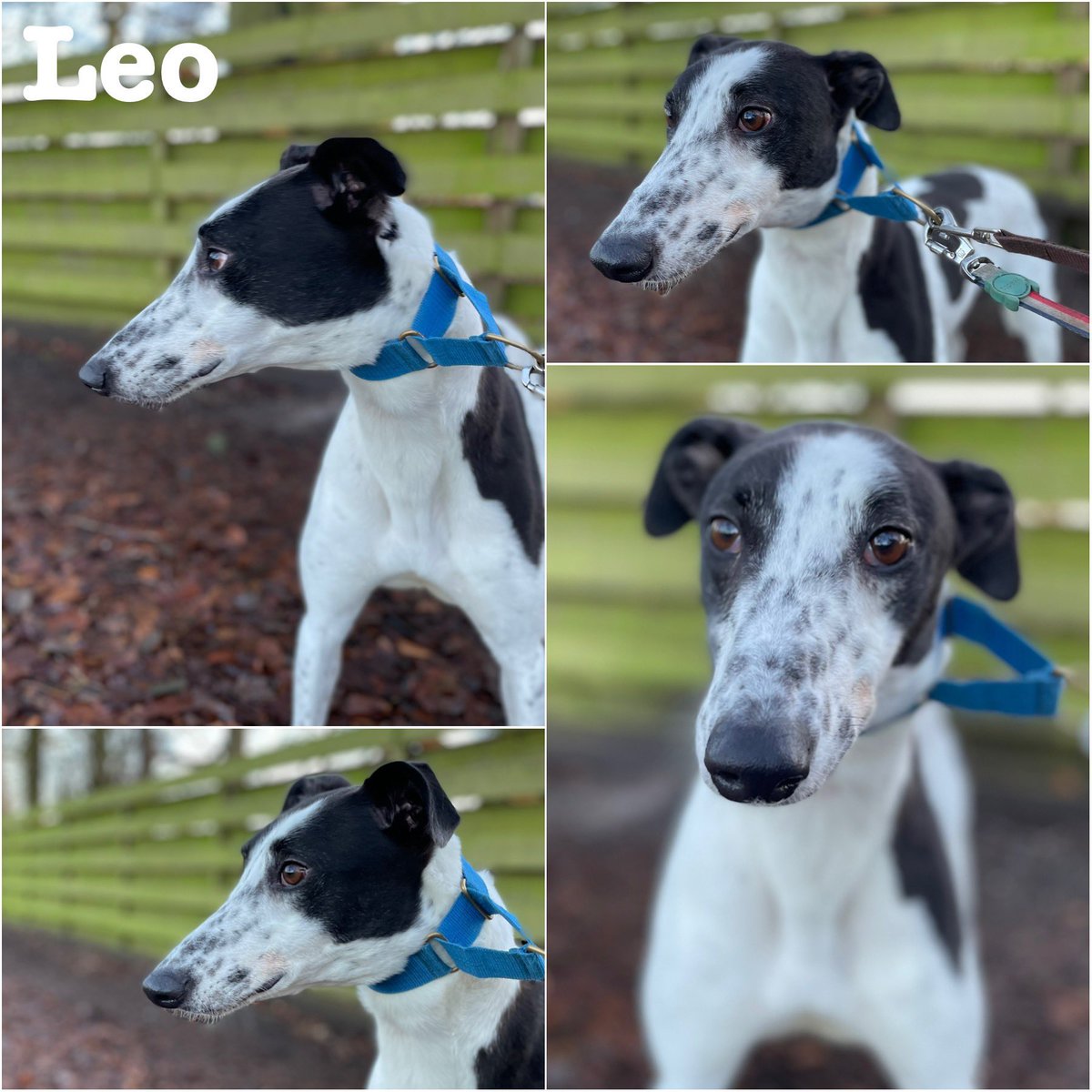 GreyhoundRFife's tweet photo. ADOPT A GREYHOUND MONTH It’s #FridayBoops from the loveliest #Moohound Leo (5).Could U #Adopt Mr friendly, who loves walks & to lounge. He also loves a fuss #FridayFeeling
#GreyhoundsMakeGreatPets #AdoptDontShop #Snoots #BoopTheSnoot #AdoptMe More info https://t.co/zX5kFdhk7Z💙 https://t.co/16REzlUbrE