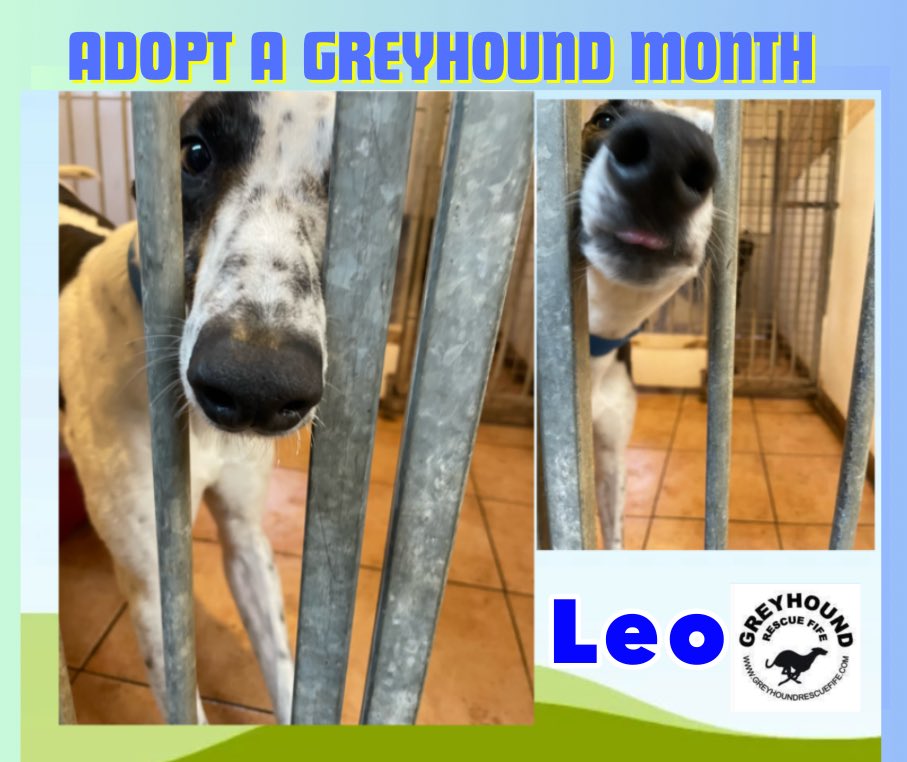 GreyhoundRFife's tweet photo. ADOPT A GREYHOUND MONTH It’s #FridayBoops from the loveliest #Moohound Leo (5).Could U #Adopt Mr friendly, who loves walks & to lounge. He also loves a fuss #FridayFeeling
#GreyhoundsMakeGreatPets #AdoptDontShop #Snoots #BoopTheSnoot #AdoptMe More info https://t.co/zX5kFdhk7Z💙 https://t.co/16REzlUbrE