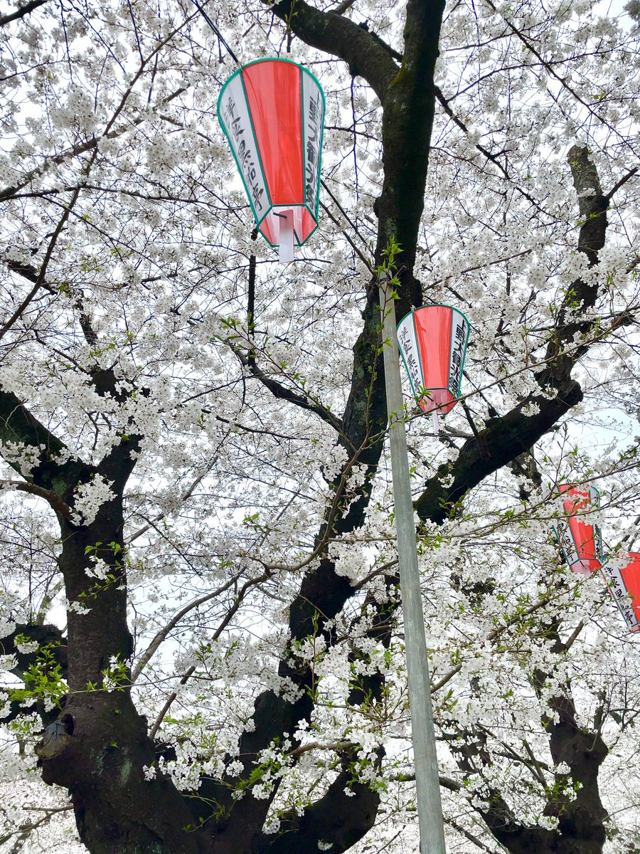 「上野の桜と推しグッズ 」|radenのイラスト