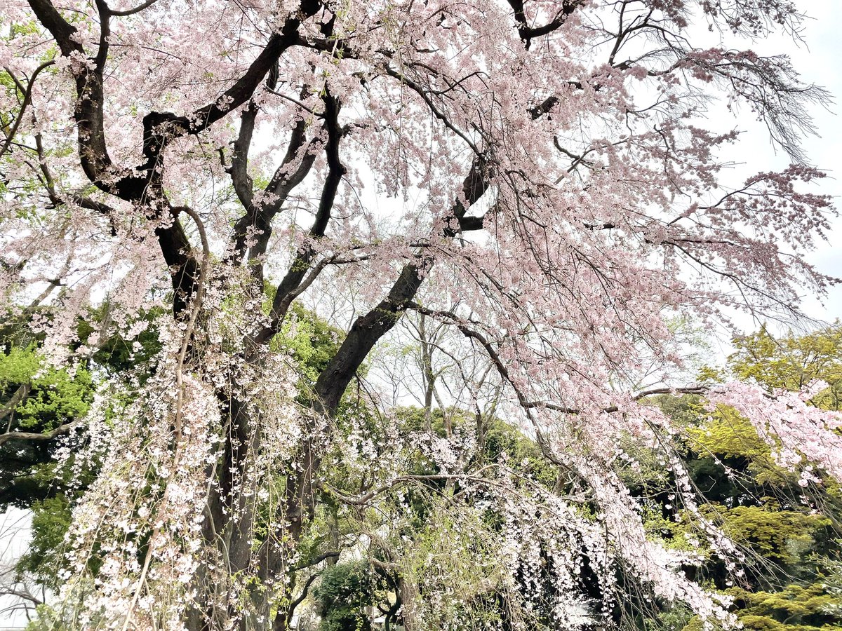「上野の桜と推しグッズ 」|radenのイラスト