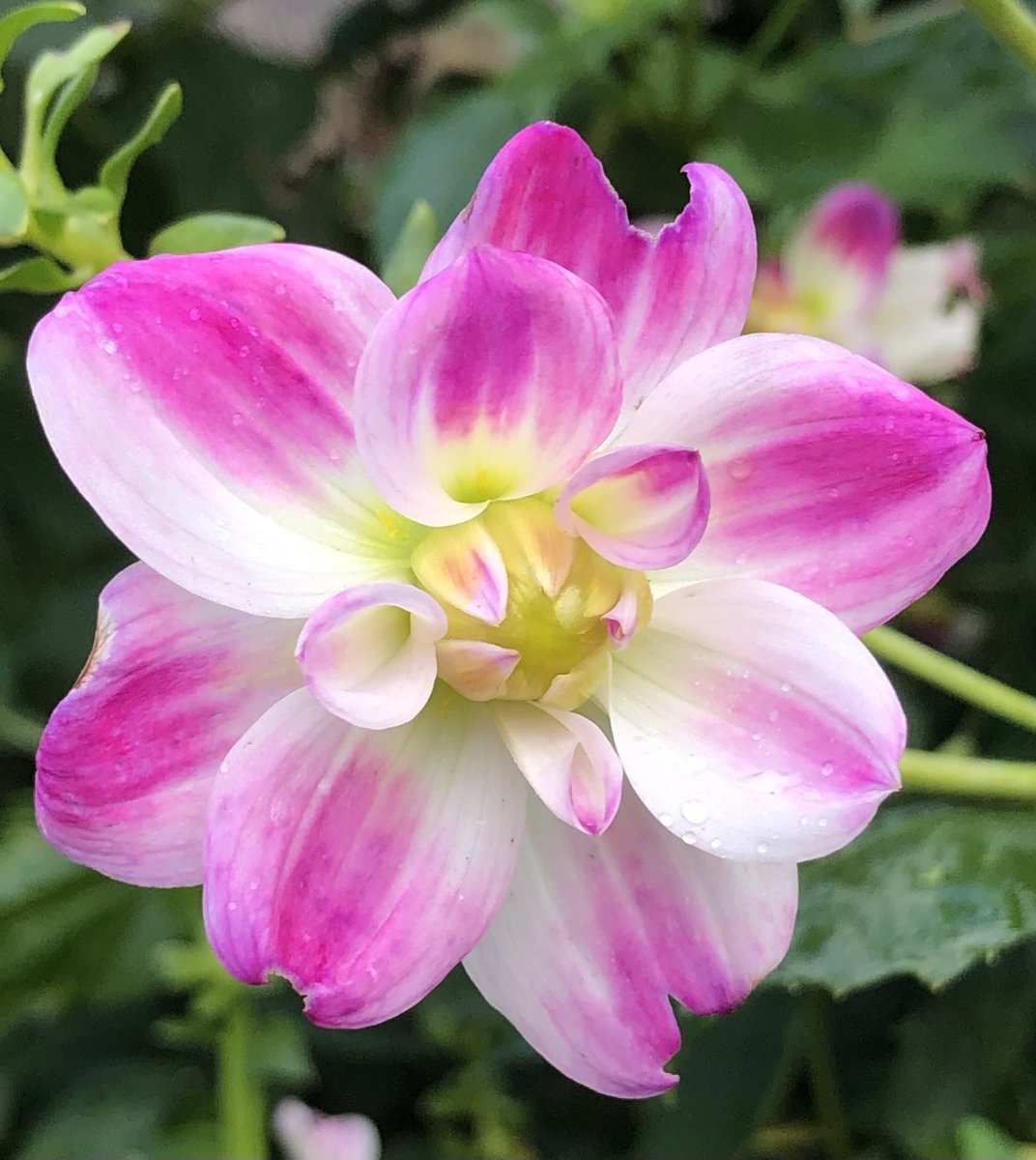 Happy Friday everyone! Dahlia from last summer, slightly nibbled but still lovely 🩷 #FridayPink #PinkFriday 🩷