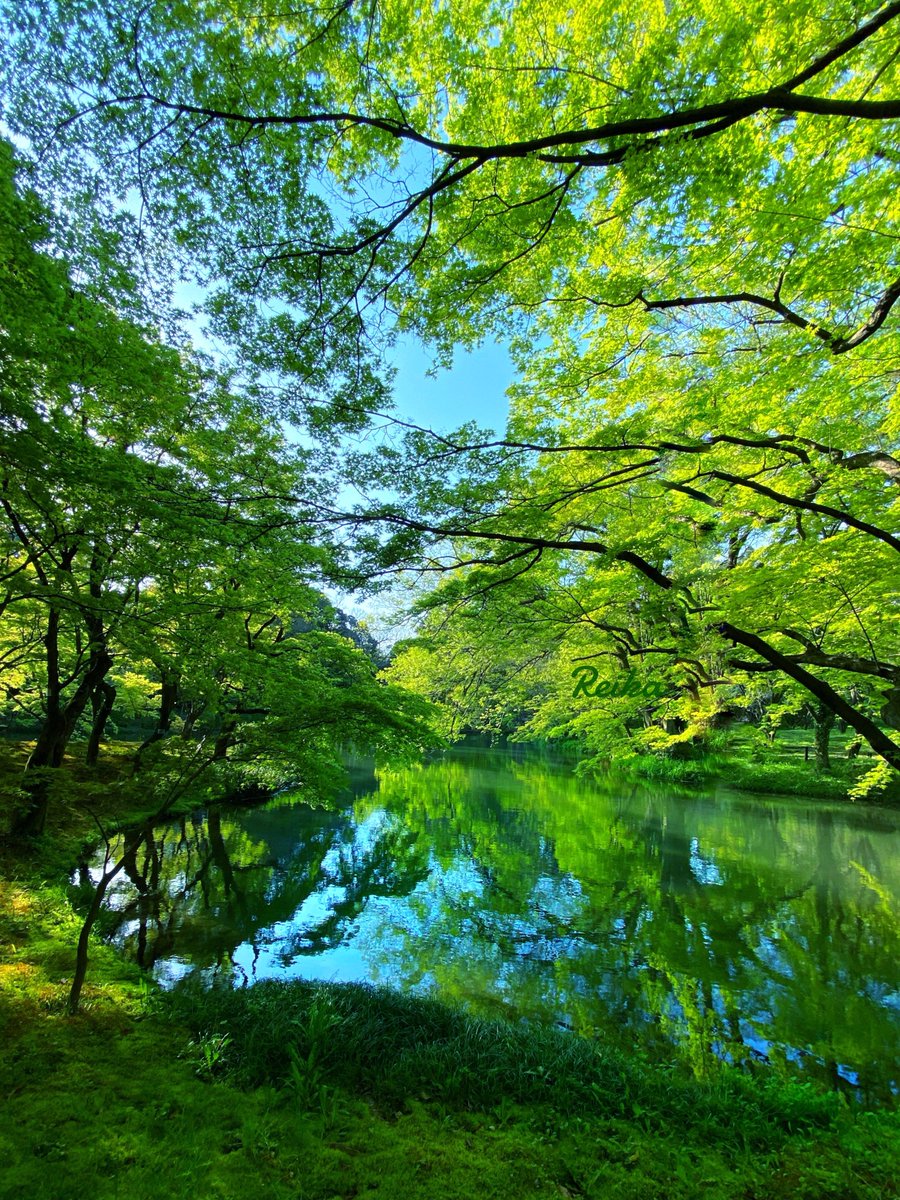 rotsurechiha's tweet photo. みどりの森の癒し https://t.co/zoJhgdYA45