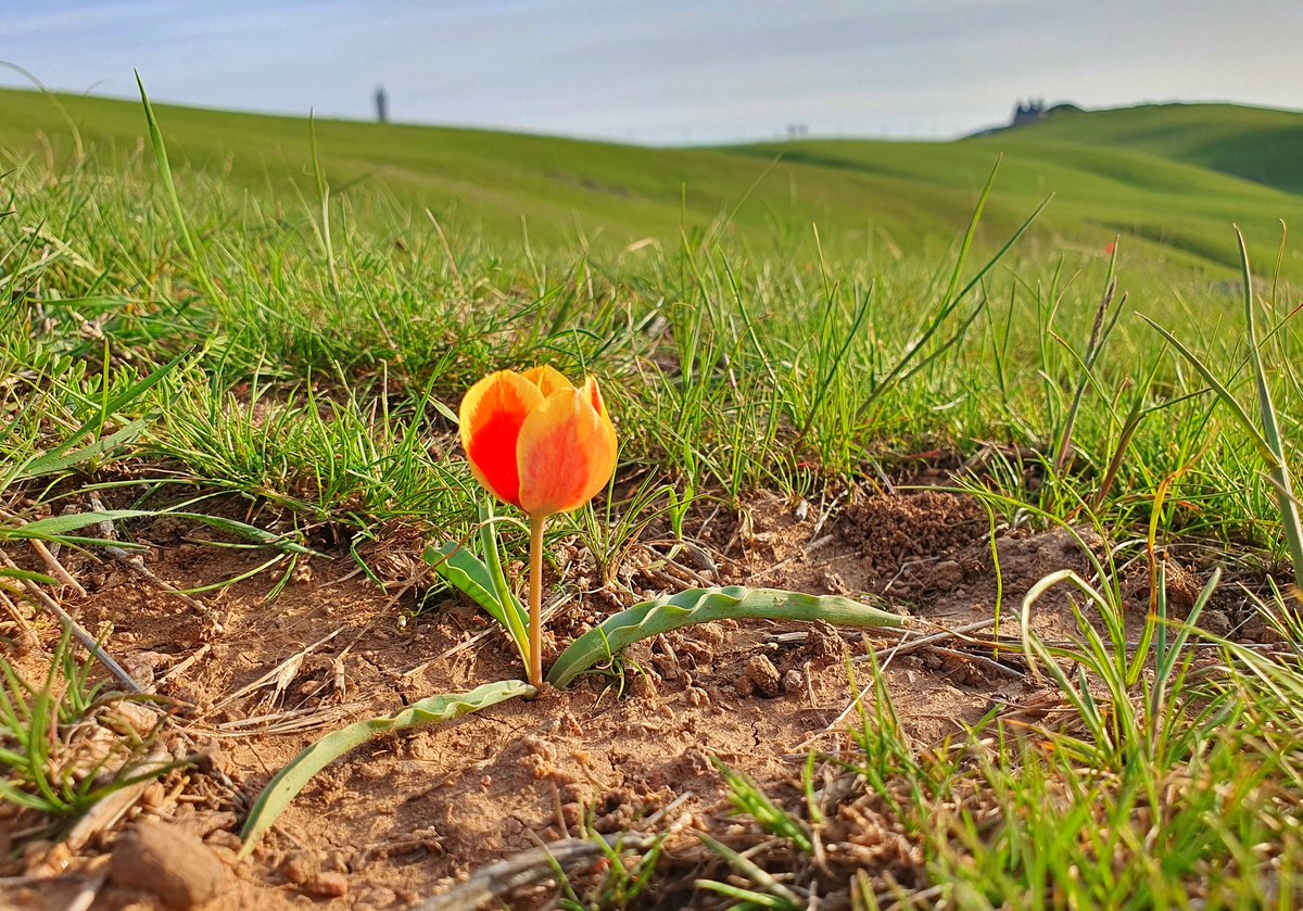 Alors que le printemps s'installe dans le sud du #Kazakhstan, les tulipes commencent à fleurir. Les fleurs sauvages et délicates marquent la vaste steppe verte, ajoutant des éclats de couleurs dans cette plaine infinie.

Crédit: <a href="/infoshymkent/">Info Shymkent</a>

#PhotoDuJour