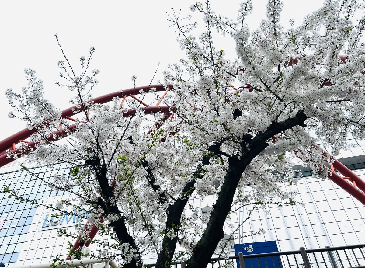 JR立川駅北口一本桜も満開