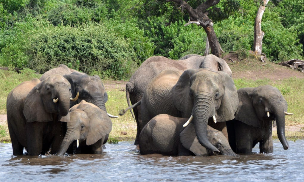 AfricaFactsZone's tweet photo. Botswana's President Masisi threatens to send 20,000 elephants to Germany, after Germany called for stricter laws on trophy hunting imports.

The President wants them to see what living with such a huge population of elephants feels like.

Botswana says this proposed ban will impoverish its people.

There are 130,000 elephants in Botswana. Some of them are destroying properties and farms.

UK Lawmakers called for a ban on trophy hunting imports.

Botswana's Wildlife Minister threatened to send 10,000 elephants to Hyde Park in London, so Brits could live with them.