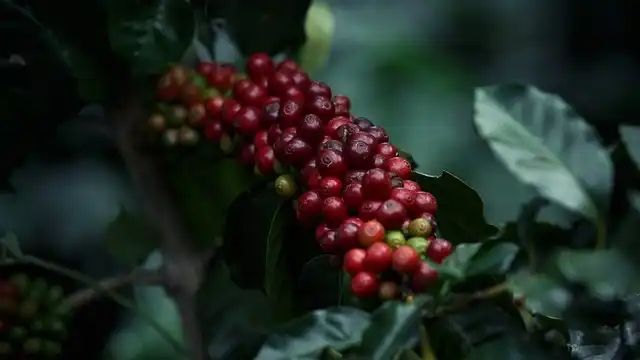 Global Plant Council (@globalplantgpc) on Twitter photo Shade-grown coffee demonstrates the benefits of combining agriculture and conservation buff.ly/4cDSwfP via <a href="/oxford_brookes/">Oxford Brookes University</a> #agriculture Shade-grown coffee demonstrates the benefits of combining agriculture and conservation buff.ly/4cDSwfP via <a href="/oxford_brookes/">Oxford Brookes University</a> #agriculture