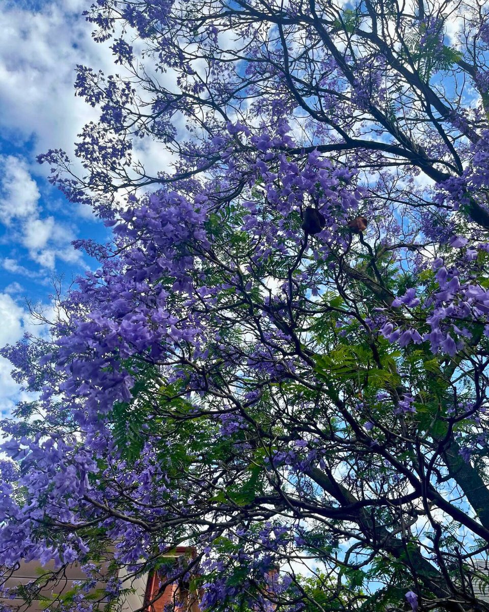 We might not have as many as @UQ_News, but our jacarandas are just as beautiful 💜 📸 Instagram/unimelbblooms