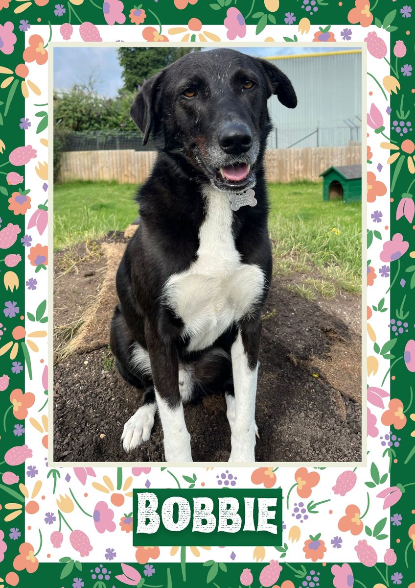 Bobbie would like you to retweet him so the people who are searching for their perfect match might just find him 💚🙏 oakwooddogrescue.co.uk/meetthedogs.ht… 
#teamzay #dogsoftwitter #rescue #rehomehour #adoptdontshop #k9hour #rescuedog #adoptable #dog