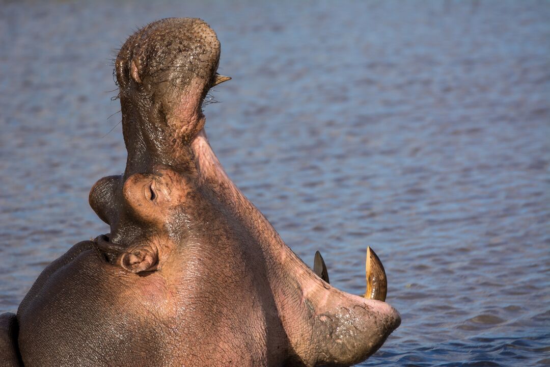 Did you know? While hippos spend a lot of time in the water, they actually can't swim, instead they walk under water. Adult hippos can hold their breath underwater for up to five minutes.