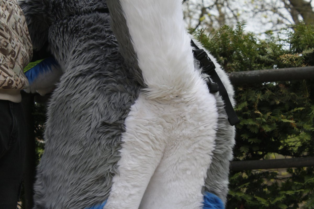 I don't have a photo for today's #Fursuitfriday soooo here's my butt :P 
#happyfursuitfriday
