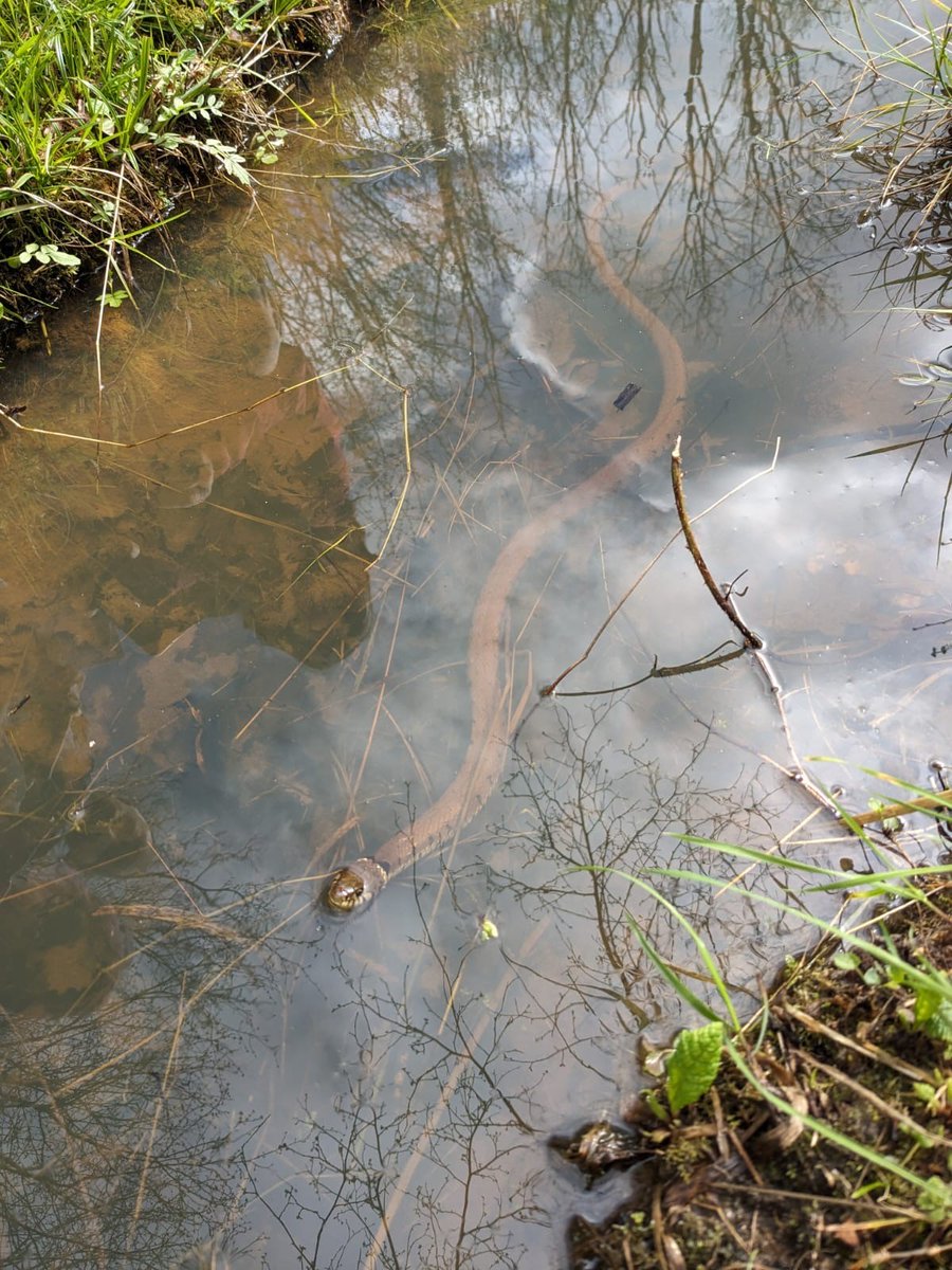 Not quite what our volunteers expected to find at Biss Wood during their bumblebee surveys! #GrassSnake🐍 These beauties are harmless and have just come out of hibernation, so keep an eye out for them on our nature reserves. #TwitterNatureCommunity #FridayFeeling