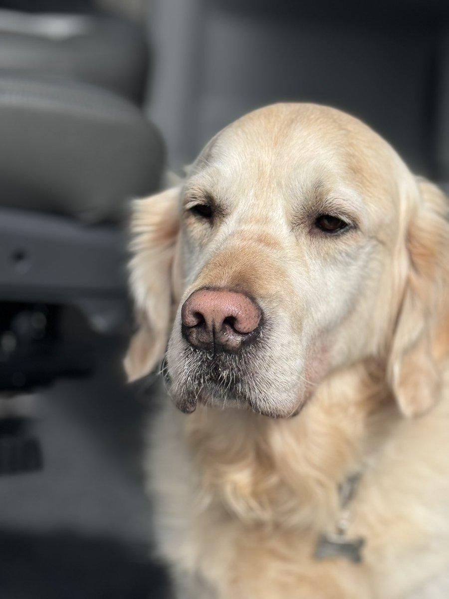 TRetriever's tweet photo. Happy Gotcha day Stanley - 6 years of madness, laughs, strops and devotion. #Gotcha #GoldenRetriever #Dogsoftwitter https://t.co/s60nt6ooGN