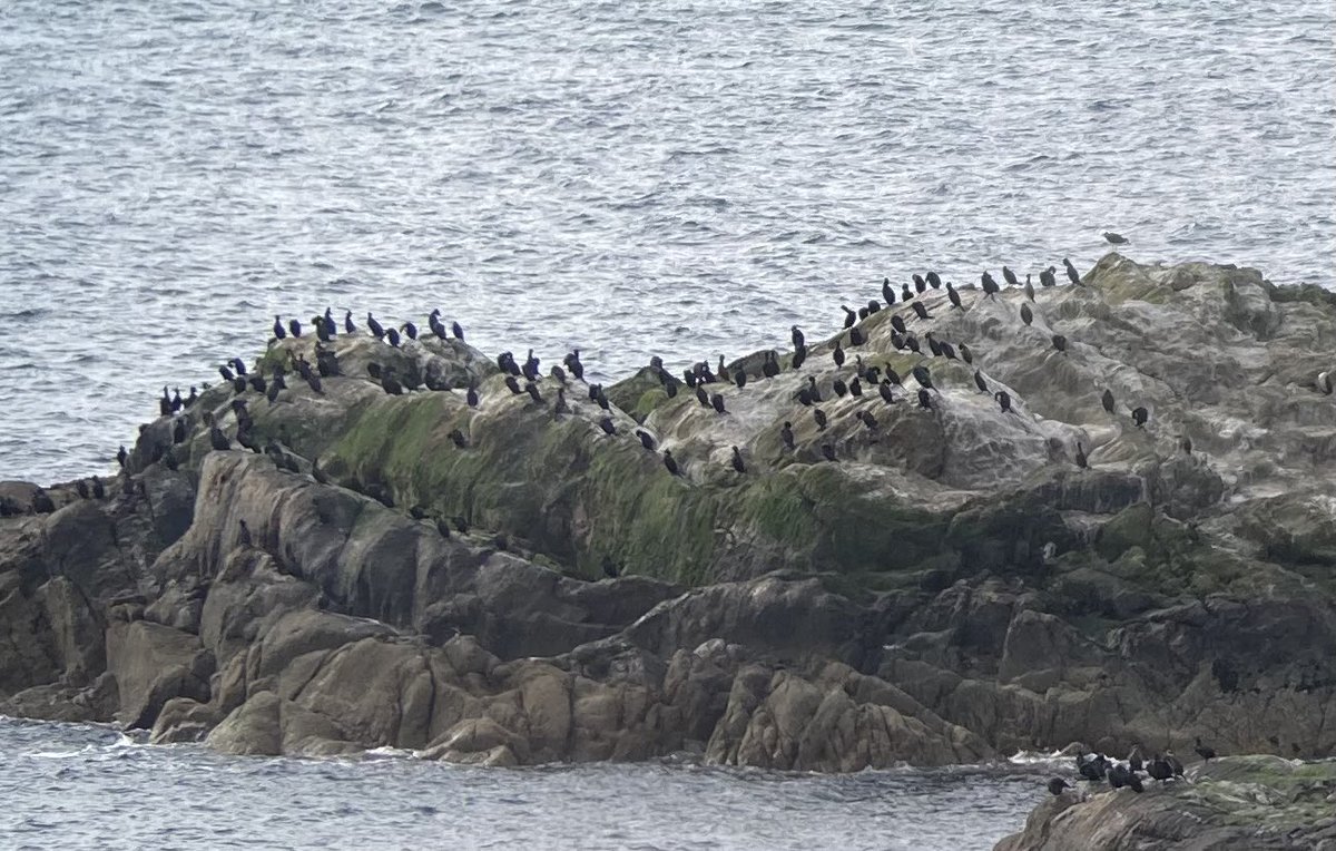 Nice to see a large group of shags on Tiree. This has been a rare sight on the east coast in recent months due to the storm related mortality over the winter.