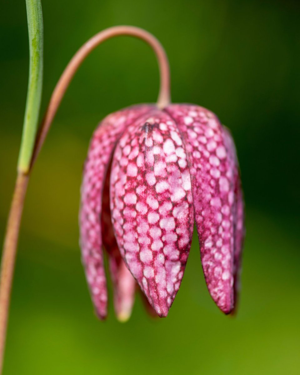 ’Tis the season for snake's head fritillary 🐍