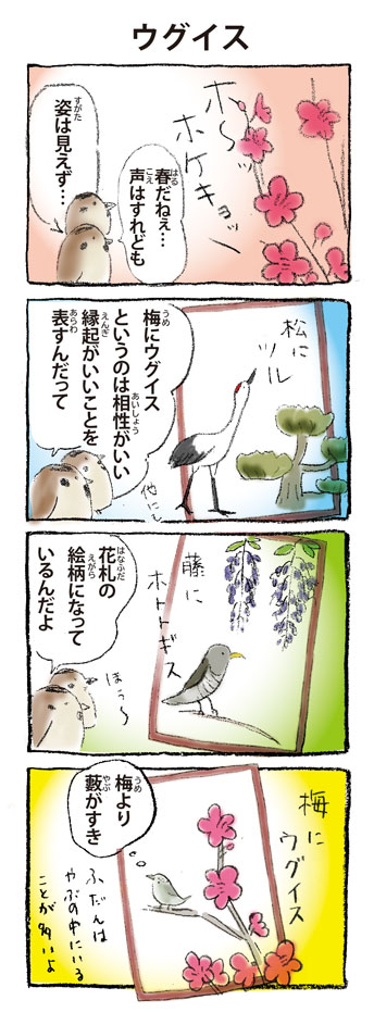 今回の4コマ漫画は「ウグイス」Japanese Bush Warbler #とりっこフレンズ #ウグイス  #秋田県 #大潟村 #野鳥 #4コマ漫画 #japan #Akita #OgataVillage