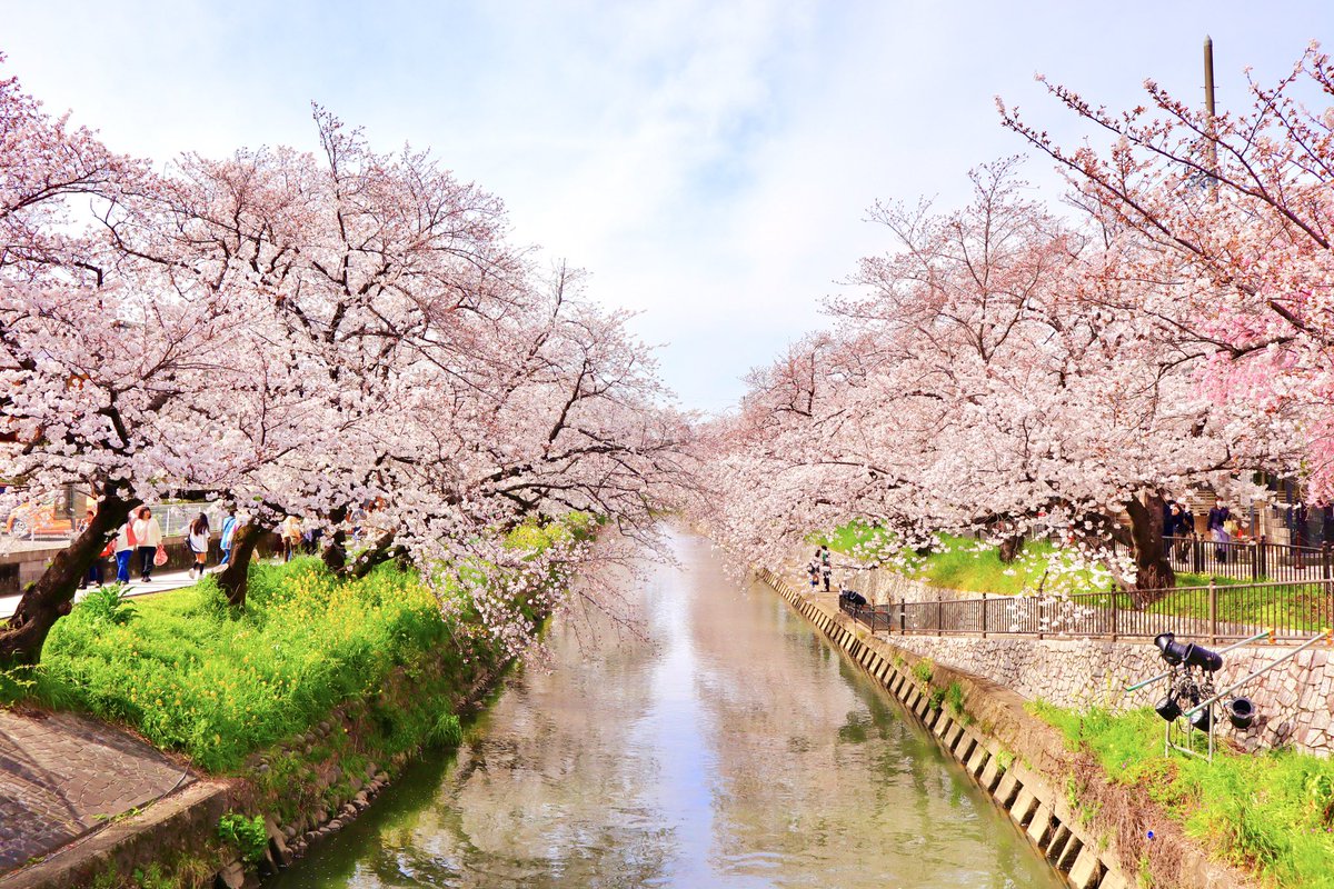 reeeei_0403's tweet photo. 五条川に行って来ました。
今年は桜満開のときに間に合ったw
#さくら
#五条川
#岩倉
#愛知
#写真好きな人と繋がりたい
#カメラ好きな人と繋がりたい
#写真撮ってる人と繋がりたい
#Canon https://t.co/pKFpsD4zzx