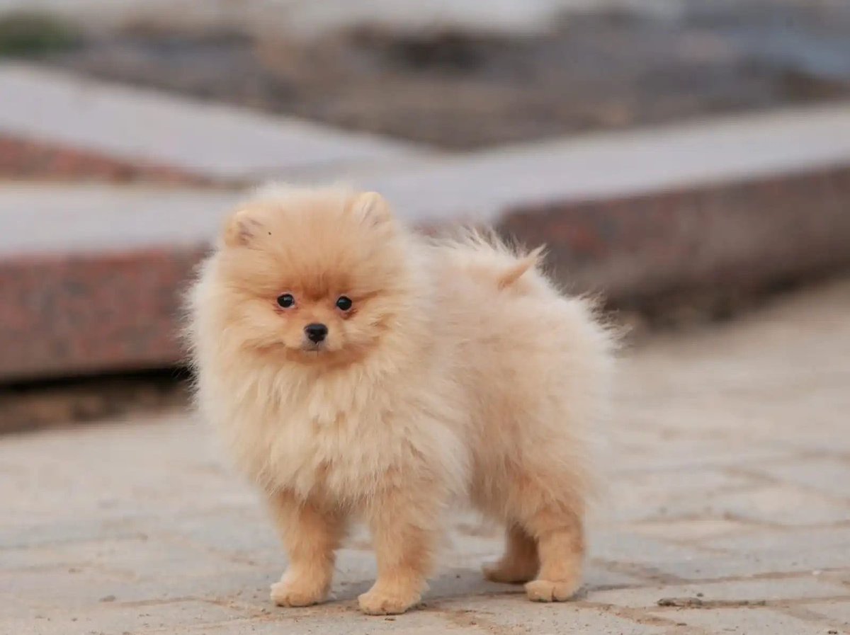 pomqueens's tweet photo. 🟣Dit is T’Airis. Een ondeugend,nieuwsgierig en aanhankelijk vrouwtje.
-
-
#pomeranian #pomeriaan #pom #puppy #beertje #teddy #pup #puppylove #cutedogs #goodnight #puppyoftheday #pic #picoftheday #love #puppy #puppies #puppyoftheday #pomeranians #pomeranianpuppy #pomeranianworld https://t.co/kXVeFP5iYE