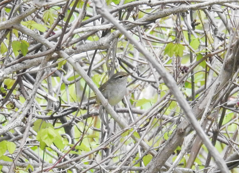 ウグイス（15cm）暗い黄緑色のからだで目の上に淡い眉はんがあります。「ホーホケキョ」というさえずりで知られるウグイスは「春告げ鳥」とも呼ばれています。今年の大潟村では、3月下旬から4月はじめころに初鳴きを聞くことができそうです。Japanese Bush Warbler#とりっこフレンズ #ウグイス