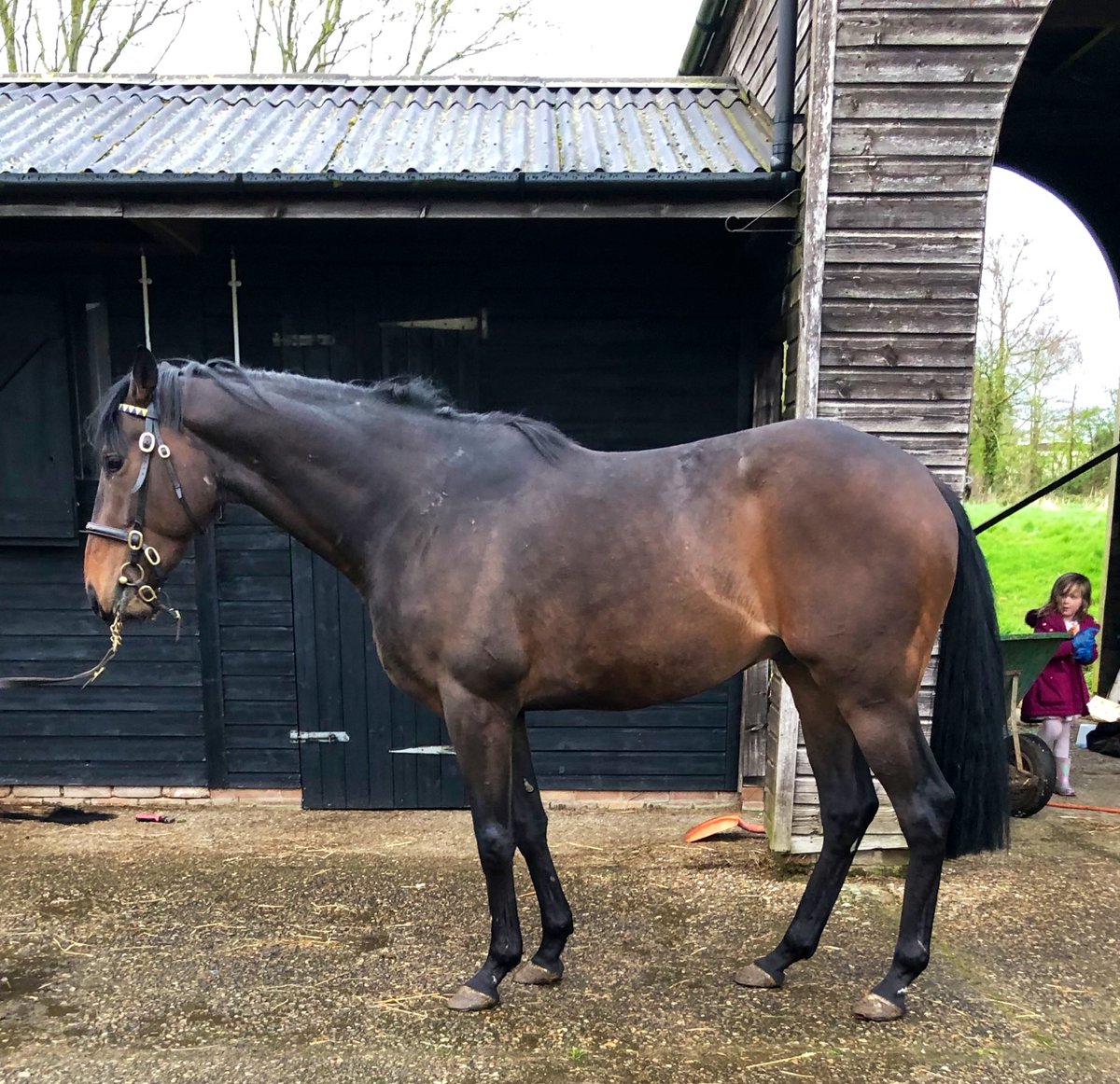 MarchHareStud's tweet photo. Cracking 3yr colt by Calyx up for sale out of Zavaala  🤩 

Zavaala sister to Dane Street who is dam of Skitter Scatter, Victory Dance, Skellet @RalphBeckett 

Looking to find him someone to race him 🐎💨 3yr type this would be his season 👌

Brother to ZAVARO G3 and listed winner  and G2 placed.  Message me for more details 

🤩