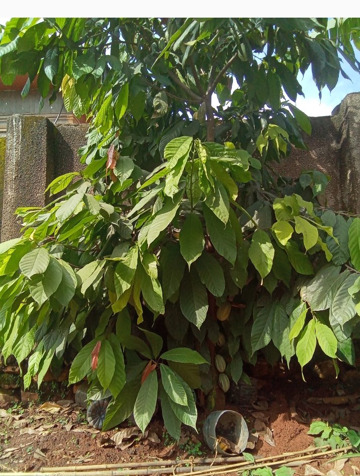 kab_consult's tweet photo. Did you know you can earn money from Cocoa growing!! Visit @kab_consult https://t.co/CLWwSJf6er