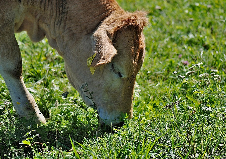 The FEFAC Soy Sourcing Guidelines is a private sector initiative to facilitate #transparency for 🇪🇺 &🌍 markets to source certified responsible #soy. Read more via the article of @LivestockVoice 👇 bit.ly/49tX2KO