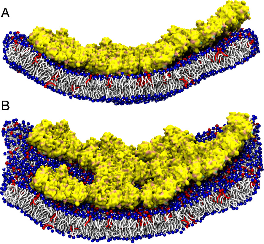 In our latest offering, we demonstrate the bending of a membrane edge induced by Annexins: Ca+2 dependant membrane binding proteins, which repair plasma membrane lesions. 
bit.ly/4aIZqyk
@novonordiskfond @NATsdu @PRACE_RI @EuroHpc