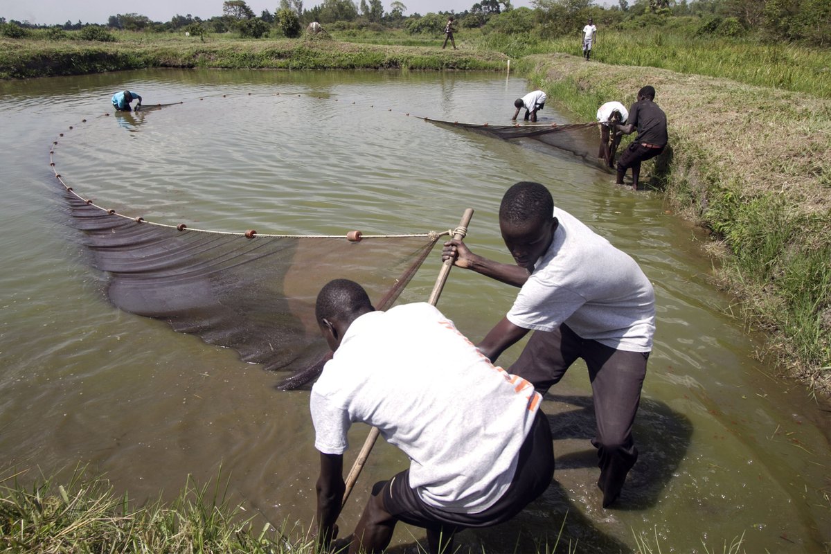 Do you want to work for FAO Fisheries and Aquaculture? We are recruiting a National Aquaculture Planning and Development officer, P3 level. 👉jobs.fao.org/careersection/…