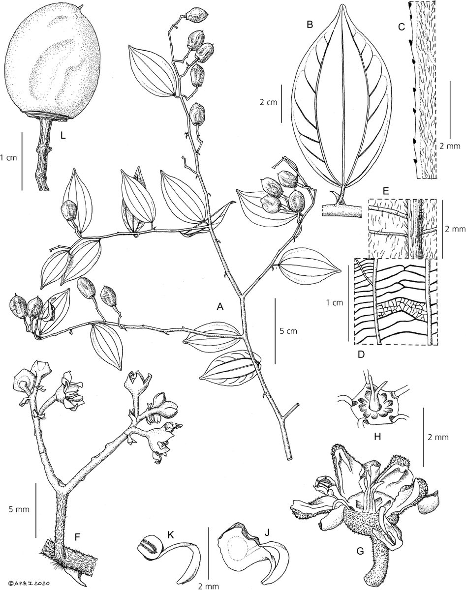 Continuing our #fruit theme we feature a study on Ziziphus in #Borneo by @Daniel_Cahen et al including 3 new species with #edible fruits similar to #jujube & #ber. Check it out #OpenAccess @KewBulletin doi.org/10.1007/s12225…