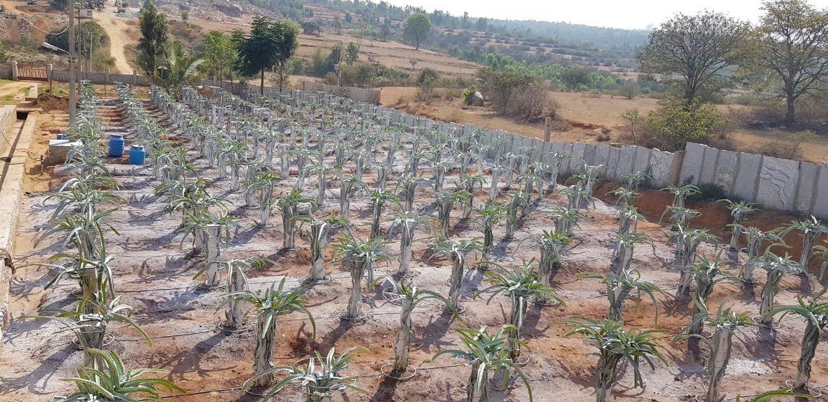 Manage sunburn injuries in #Dragonfruit! Spray #anti_transpirants [#Kaolinite (50g/L) + #Neemsoap (4g/L)] with #Sea_weed_extract and #Humicacid (4ml/L) in Jan, Mar, and Apr to reduce damage and infections. Irrigate the orchard (8-10 lt/pole) iihr.res.in/sun-burn-injur… @icarindia