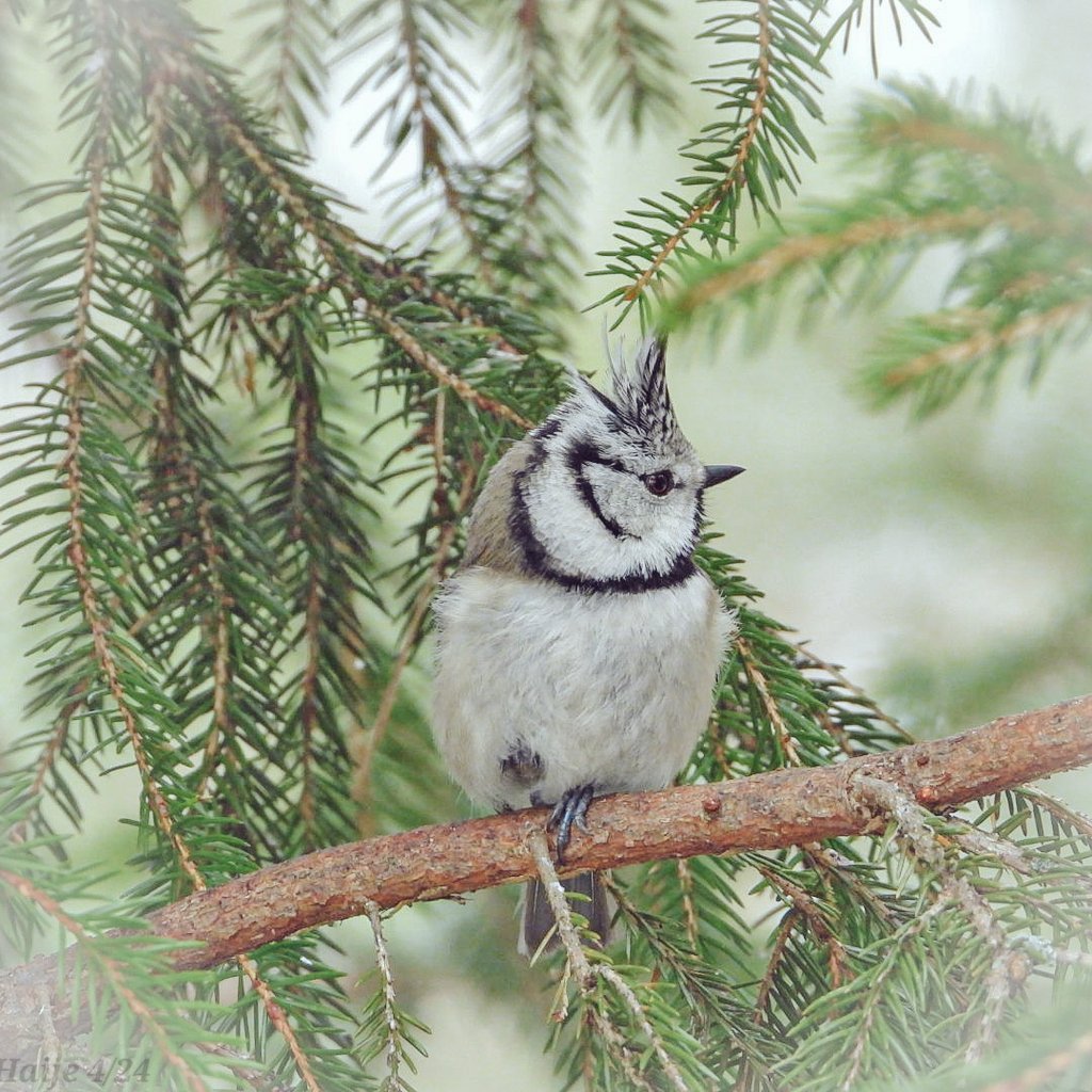 Onneksi on linnut 
Thank God for birds 🙏💚
#hömötiainen #töyhtötiainen 
#willow_tit  #crested_tit 
#suomen_linnut 
#birdlife 
#birdphotography 
#birdlovers 
#BirdsOfX