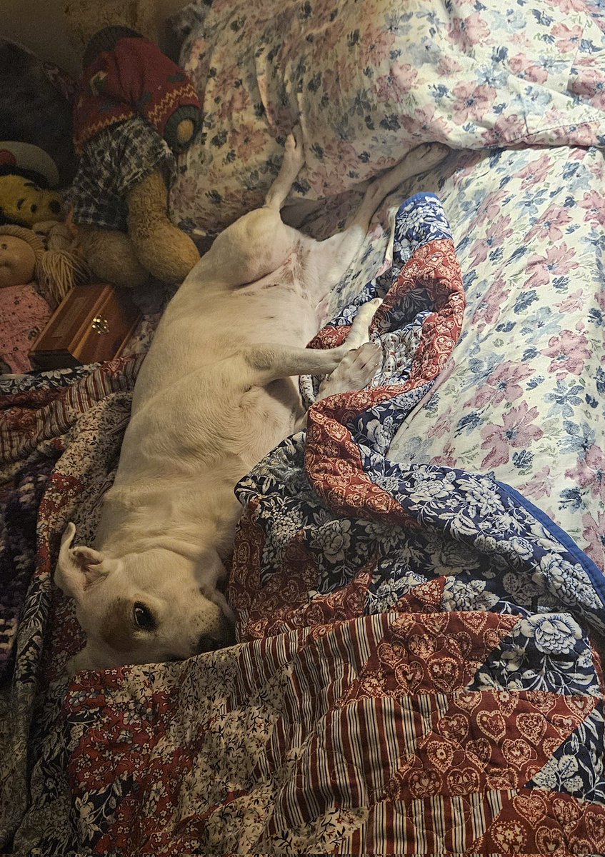 brianne1017's tweet photo. #ApparentlyThisIsComfortable #HelloMyNameIsLuna ππ https://t.co/TWUOrWnrRg